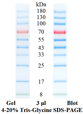 彩色预染蛋白Marker(8-180 kDa)